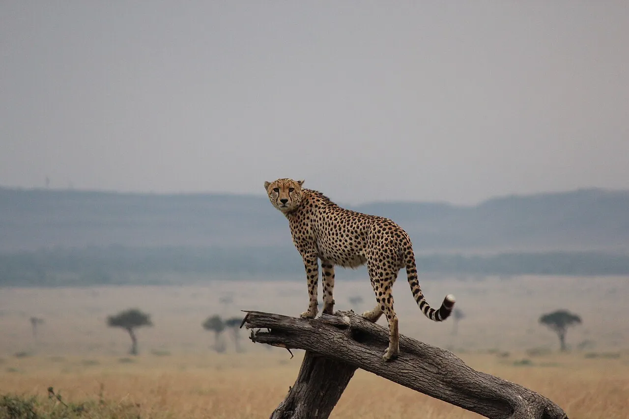 Cheetah (Acinonyx jubatus) in Maasai Mara National Reserve, Kenya.