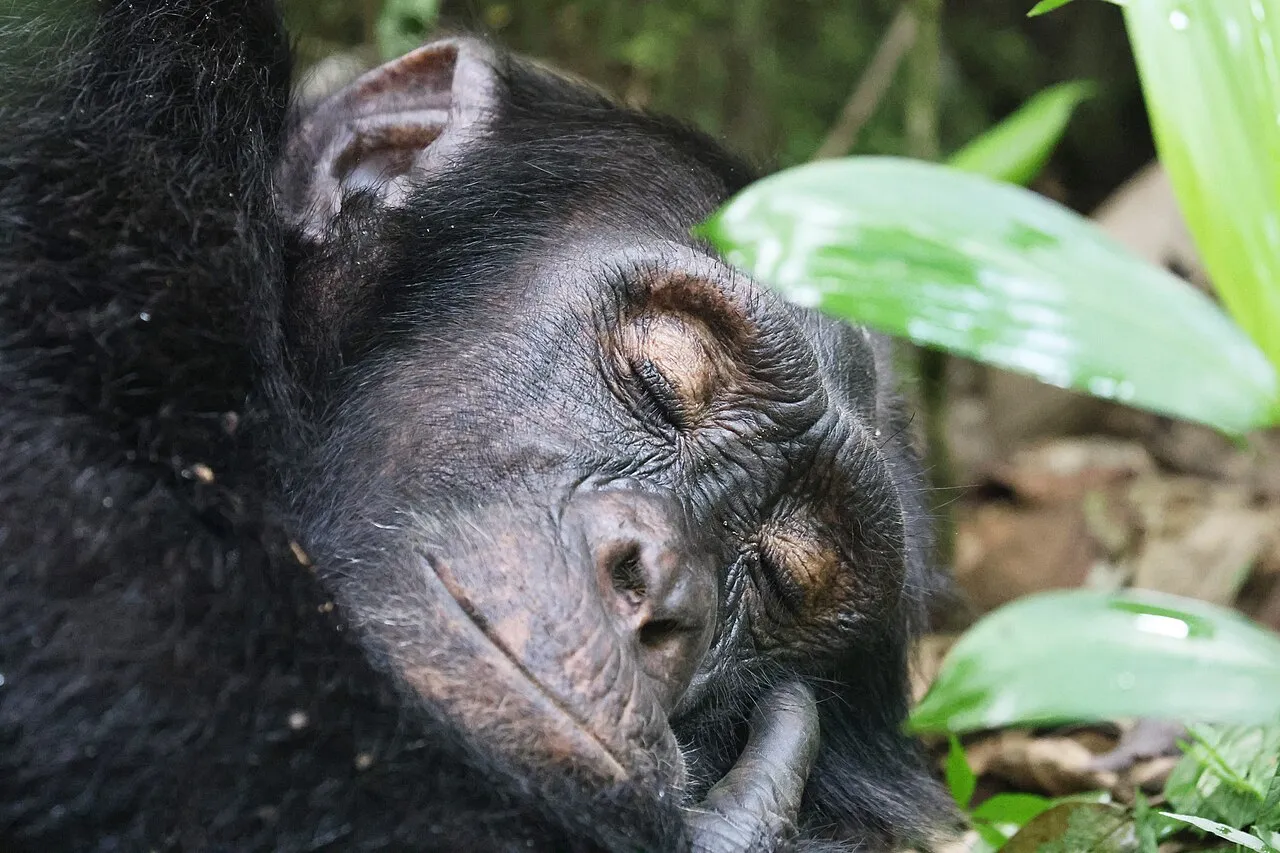 Chimpanzee, Uganda