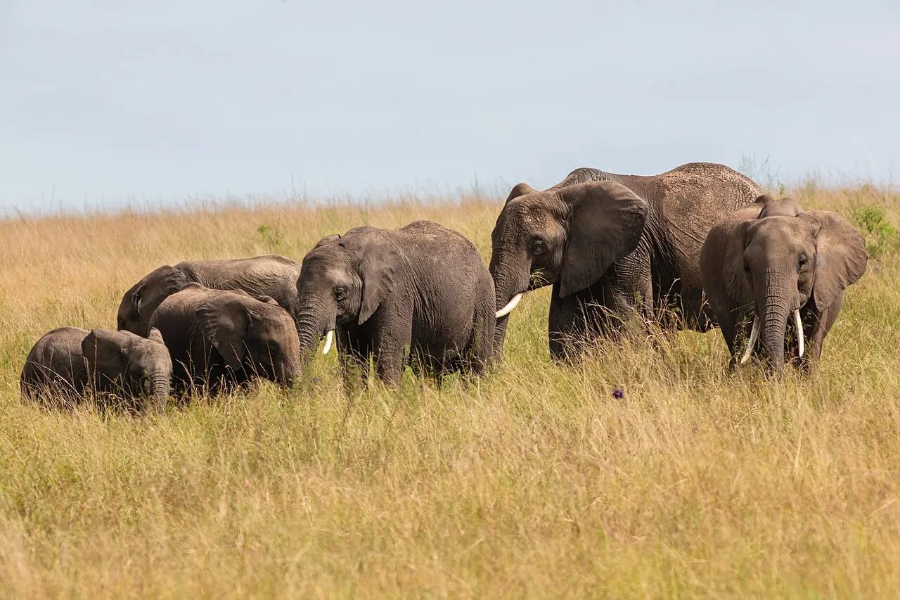 African bush elephant ( Loxodonta africana ), Amboseli National Park, Kenya