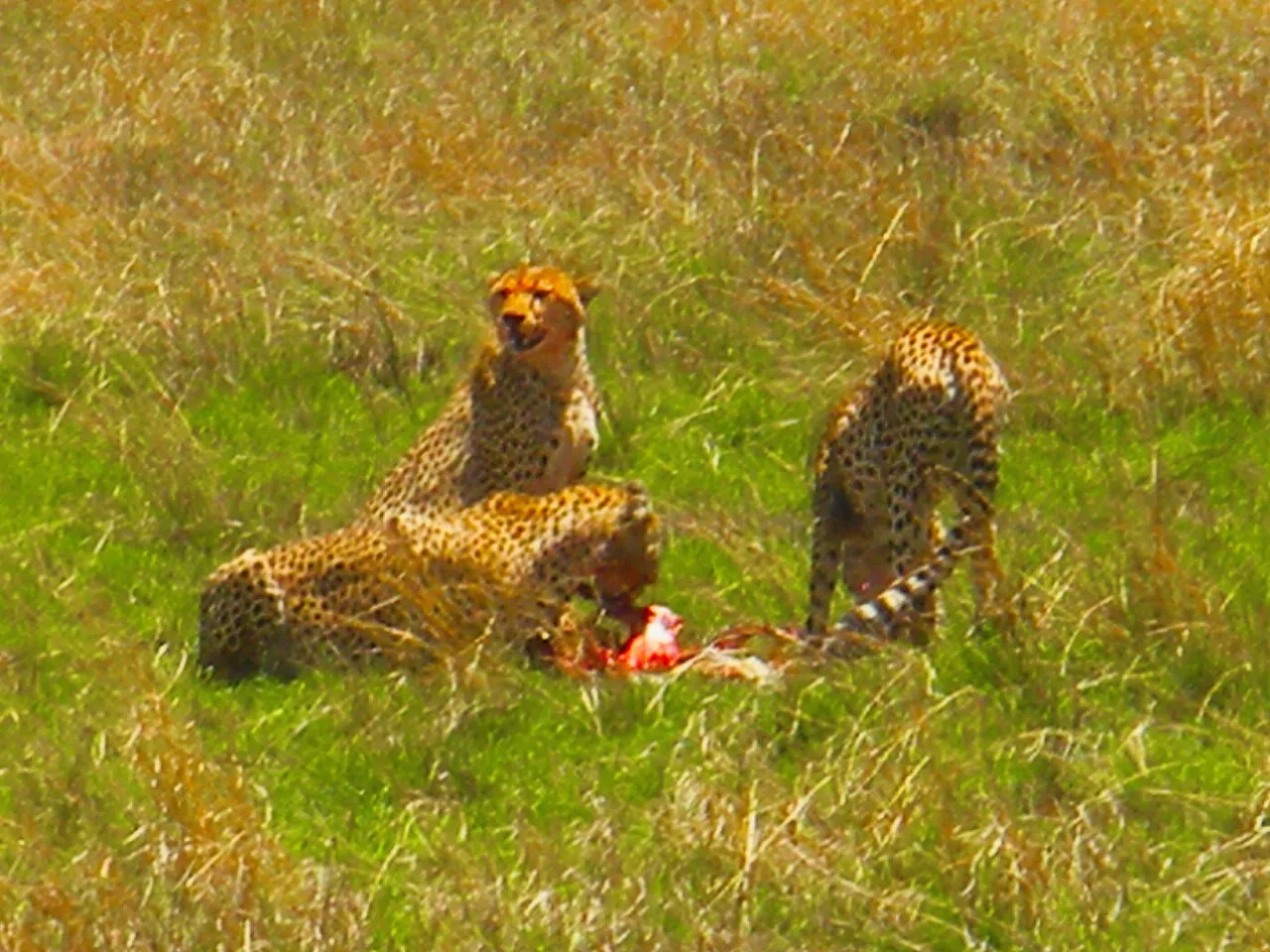 Three cheetahs are enjoying their prey's meat in the Serengeti Prairies. This photo has been taken by Prof. Chen Hualin.