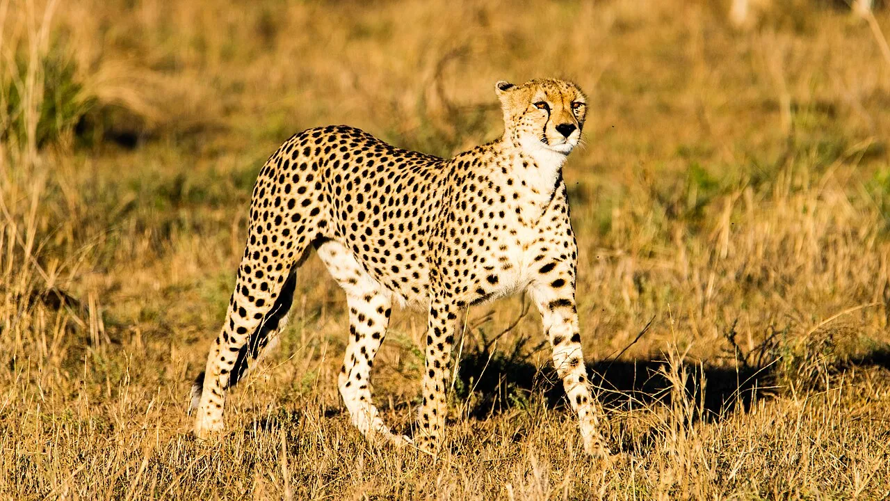 Cheetah, Seronera Valley, Serengeti, Tanzania