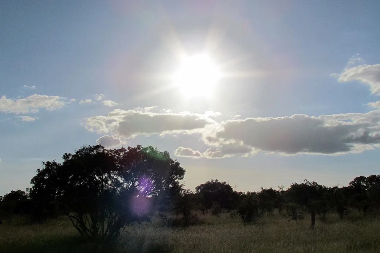 Wildlife and game drives near Gran Melia Arusha in Arusha National Park