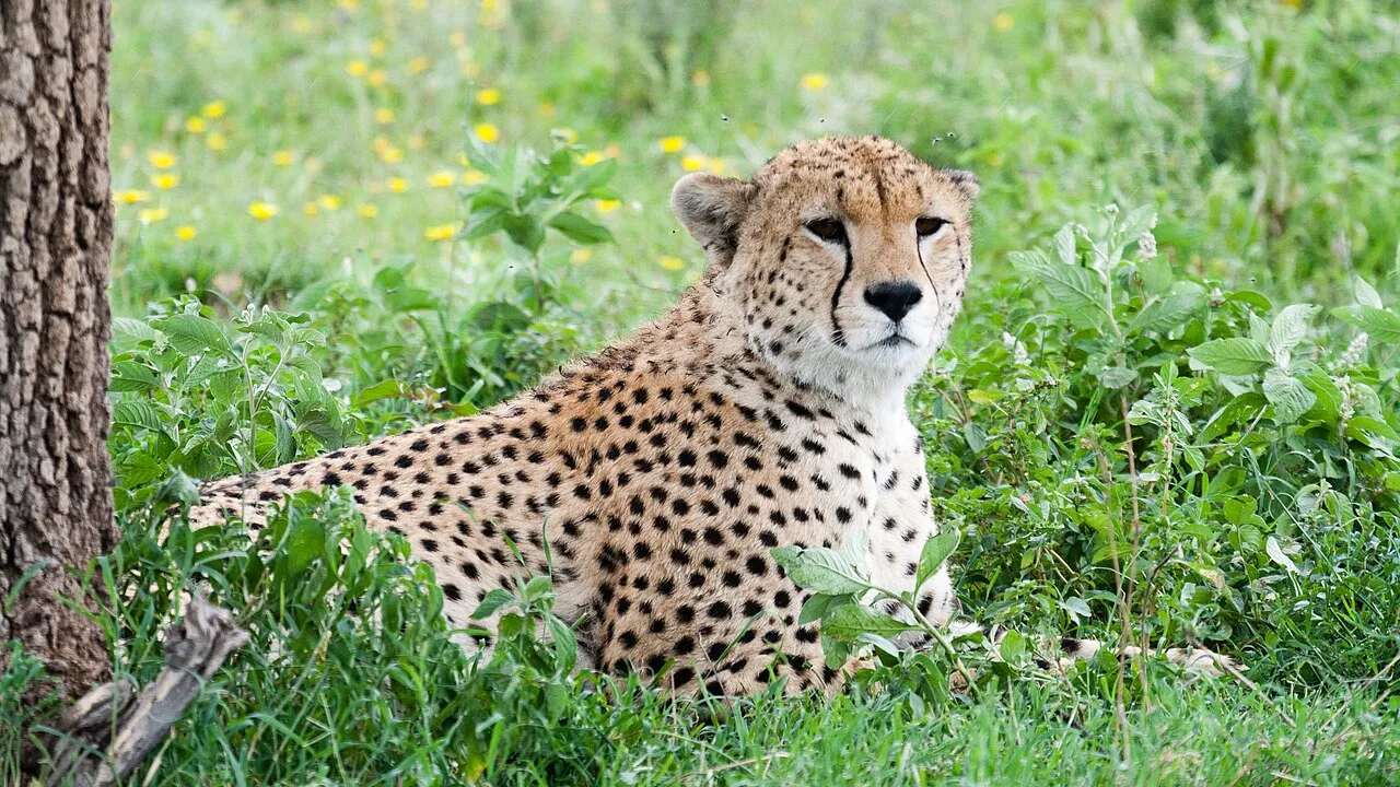 Cheetah near Ndutu Lodge, Serengeti