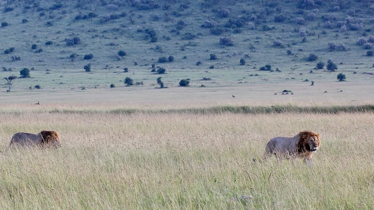 Male lions at dawn at the Maasai Mara. Kenya, June 2018.