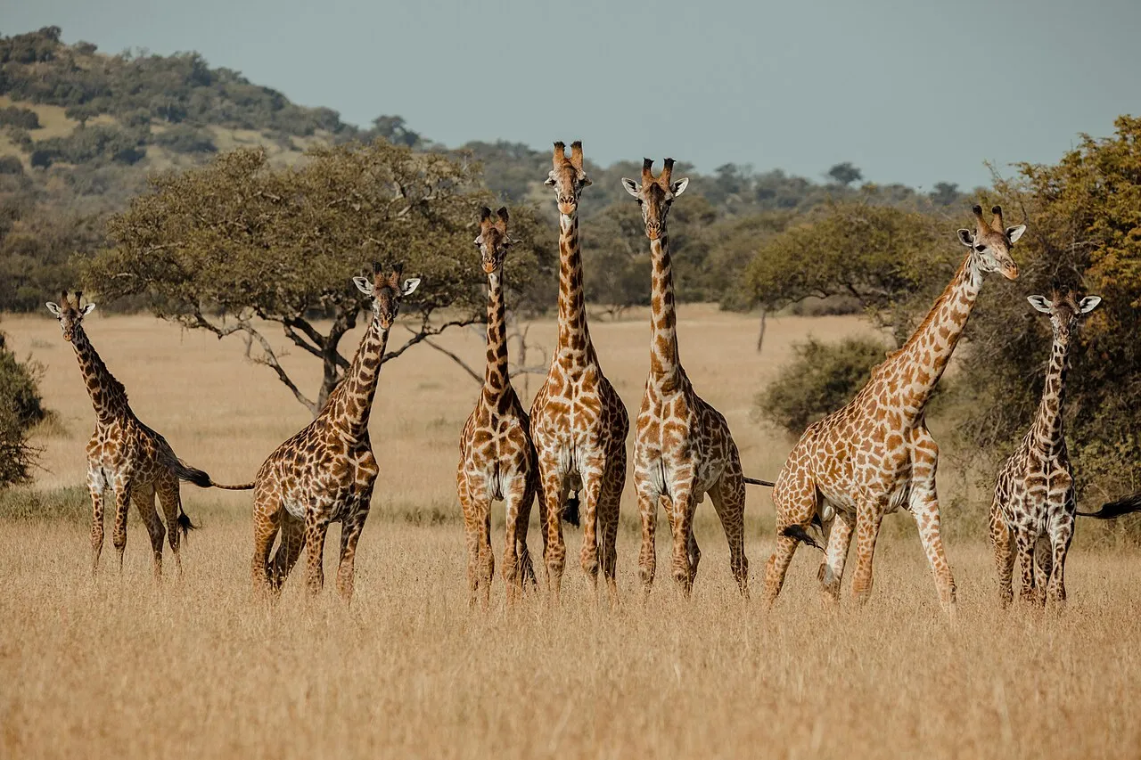 A tower of Giraffes in Serengeti National Park