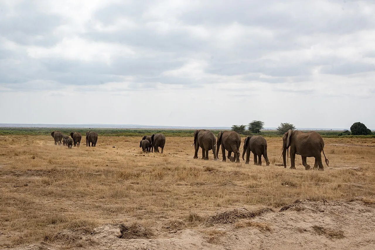 Herd of African elephants crossing a path in Amboseli. Amboseli National Park, Kajiado County, Kenya.