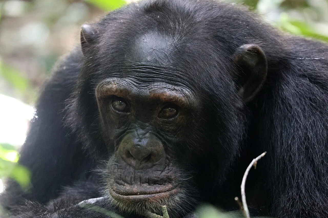 Chimpanzee, Kibale National Park, Uganda