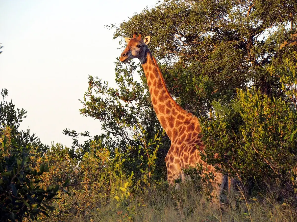 Wildlife and game drives near Legendary Lodge Arusha in Arusha