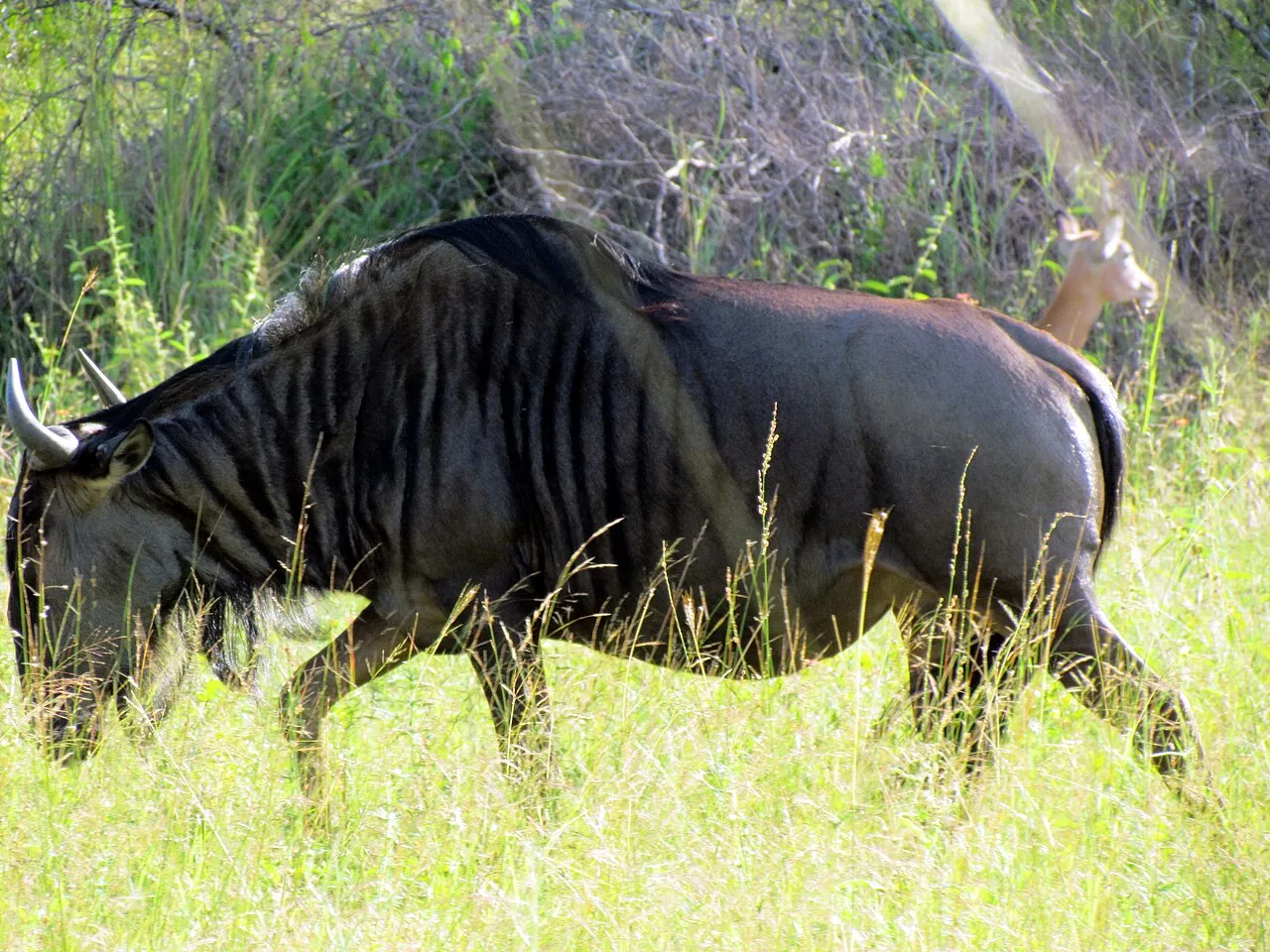 Wildlife and game drives near Park Hyatt Zanzibar in Stone Town