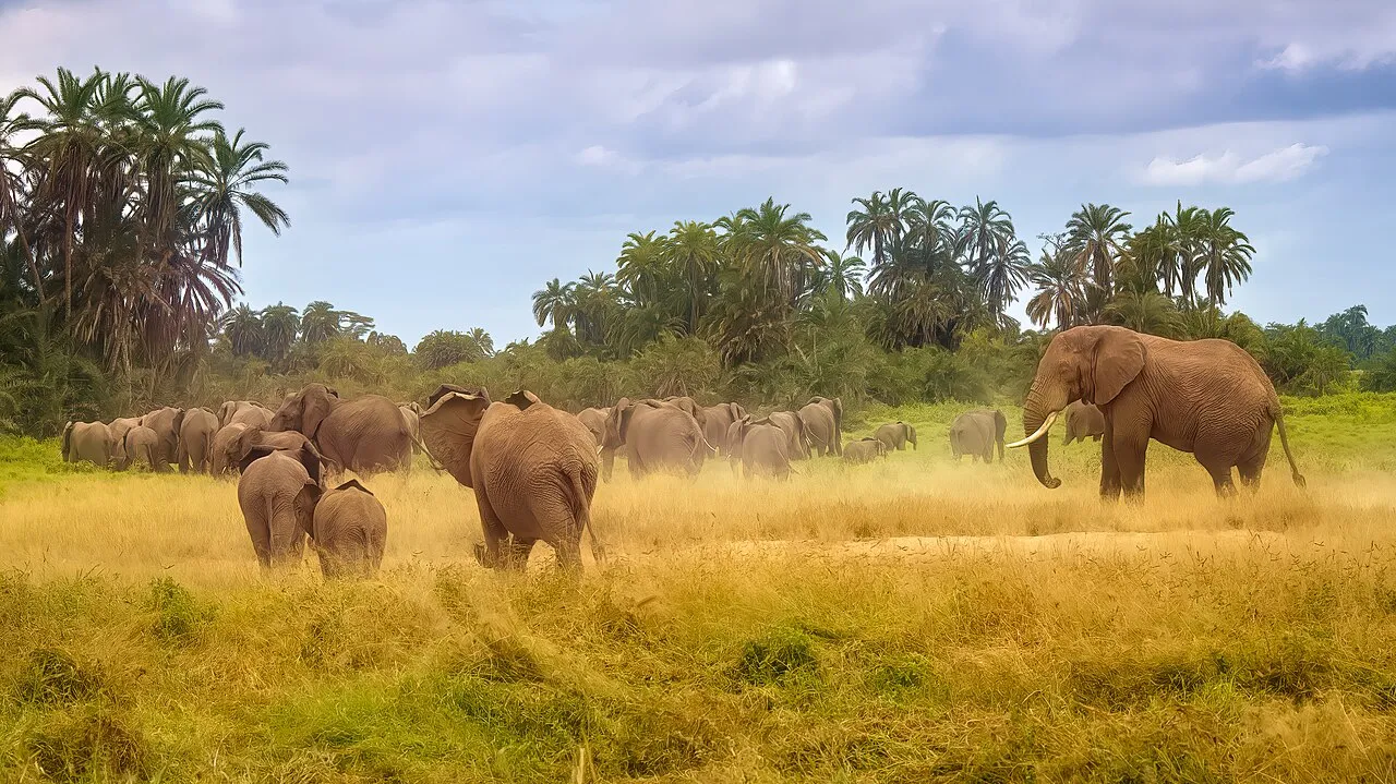 Wildlife and game drives near Mount Meru Hotel Arusha in Arusha National Park