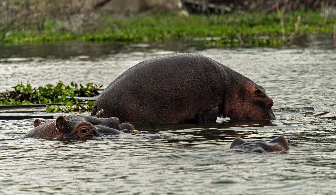 Safari photography tips for better wildlife photos