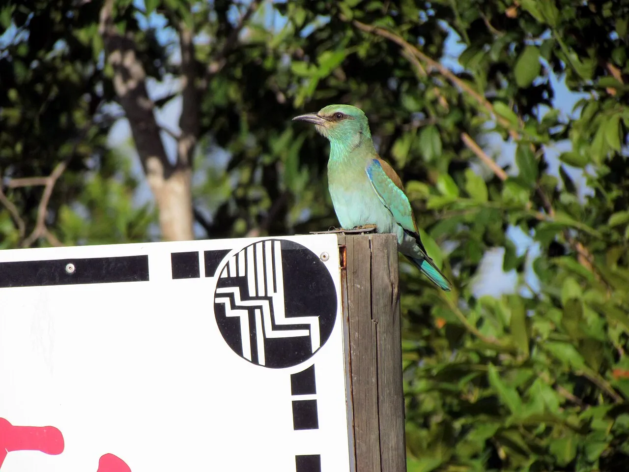 Wildlife and game drives near Hemingways Nairobi in Nairobi National Park