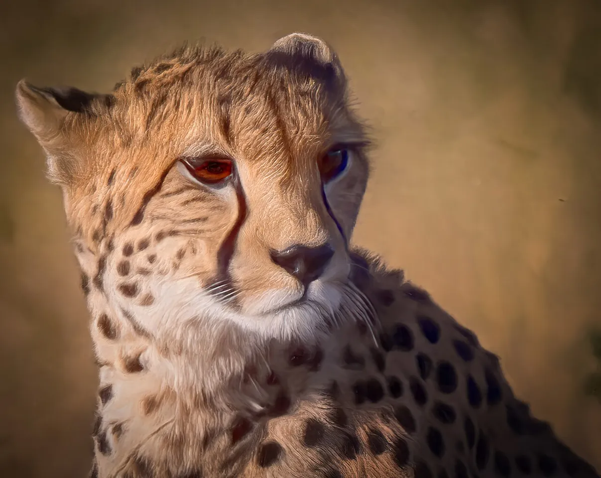 The black tear marks that begin from the corner of the eye and run down the sides of their face from their nose down to their mouths are a unique feature has big benefits for cheetahs. These markings play an important role for by reflecting the glare of the sun while hunting. They are especially helpful in open plains where the glare of the sun is extremely bright. In addition, by minimizing glare, Cheetah can remain focused on moving prey during what is usually a very high-speed chase. The Ol P