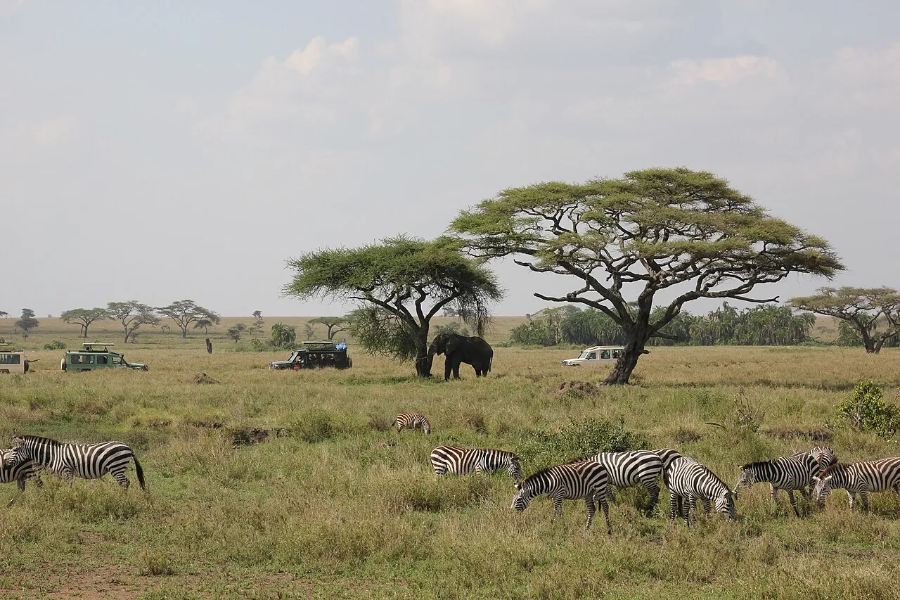Safari dans le parc Serengeti