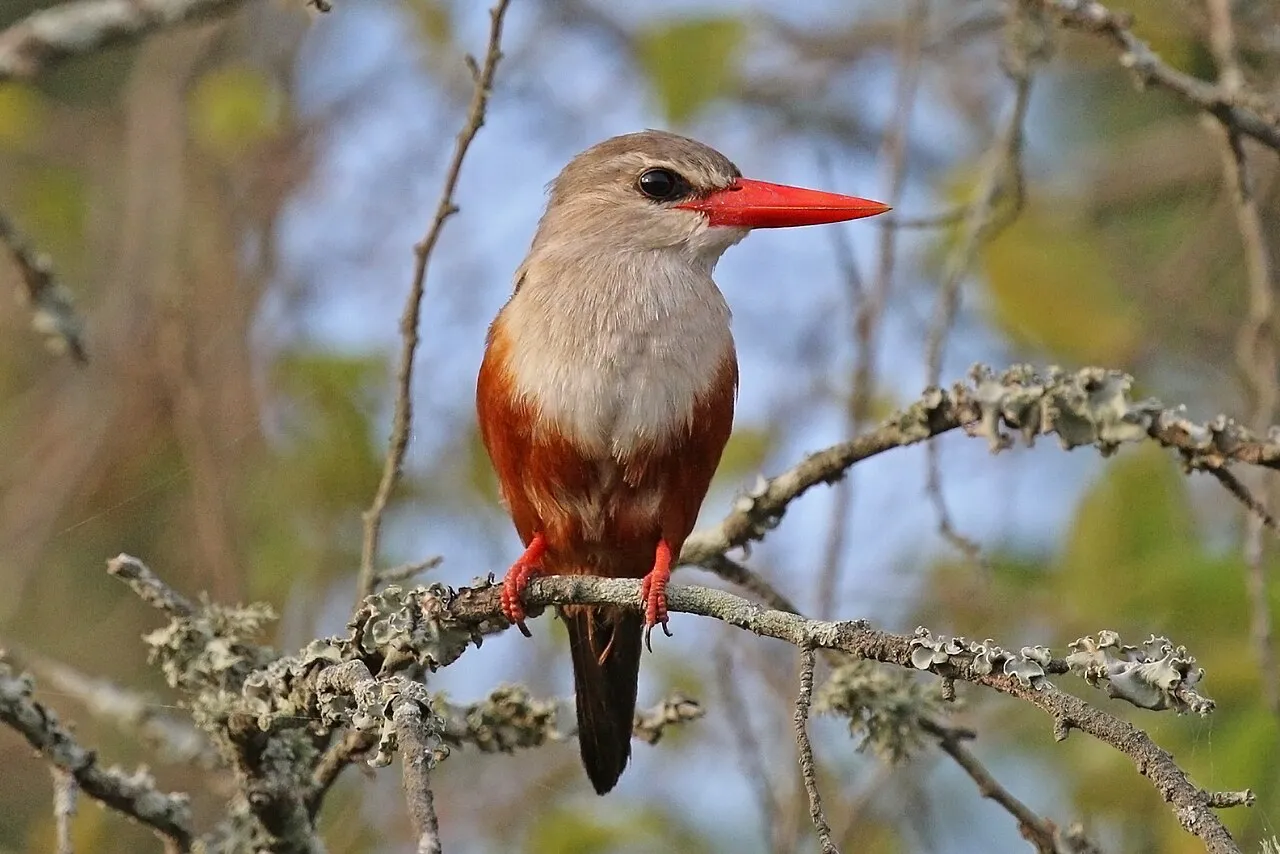 Grey-headed kingfisher ( Halcyon leucocephala ), Lake Naivasha, Kenya