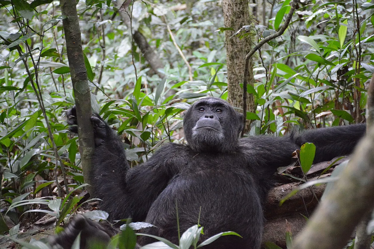 Alpha male chimpanzee takes an afternoon break in Kibale National Park