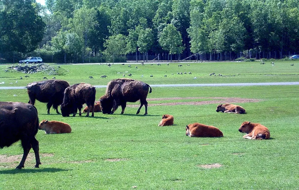 baby buffalo