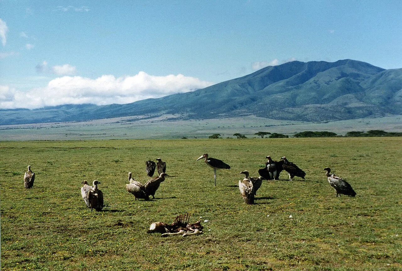 Lappet-faced Vultures ( Torgos tracheliotos , the big dark birds with pinkish heads), young Rüppell's Vultures ( Gyps rueppellii , those with the scaly fringes on the mantle feathers) and White-backed Vultures ( Gyps africanus , the pale birds on the left) and Marabou Stork ( Leptoptilos crumeniferus , the long-legged bird at center), around carcass on the Serengeti, Tanzania.
