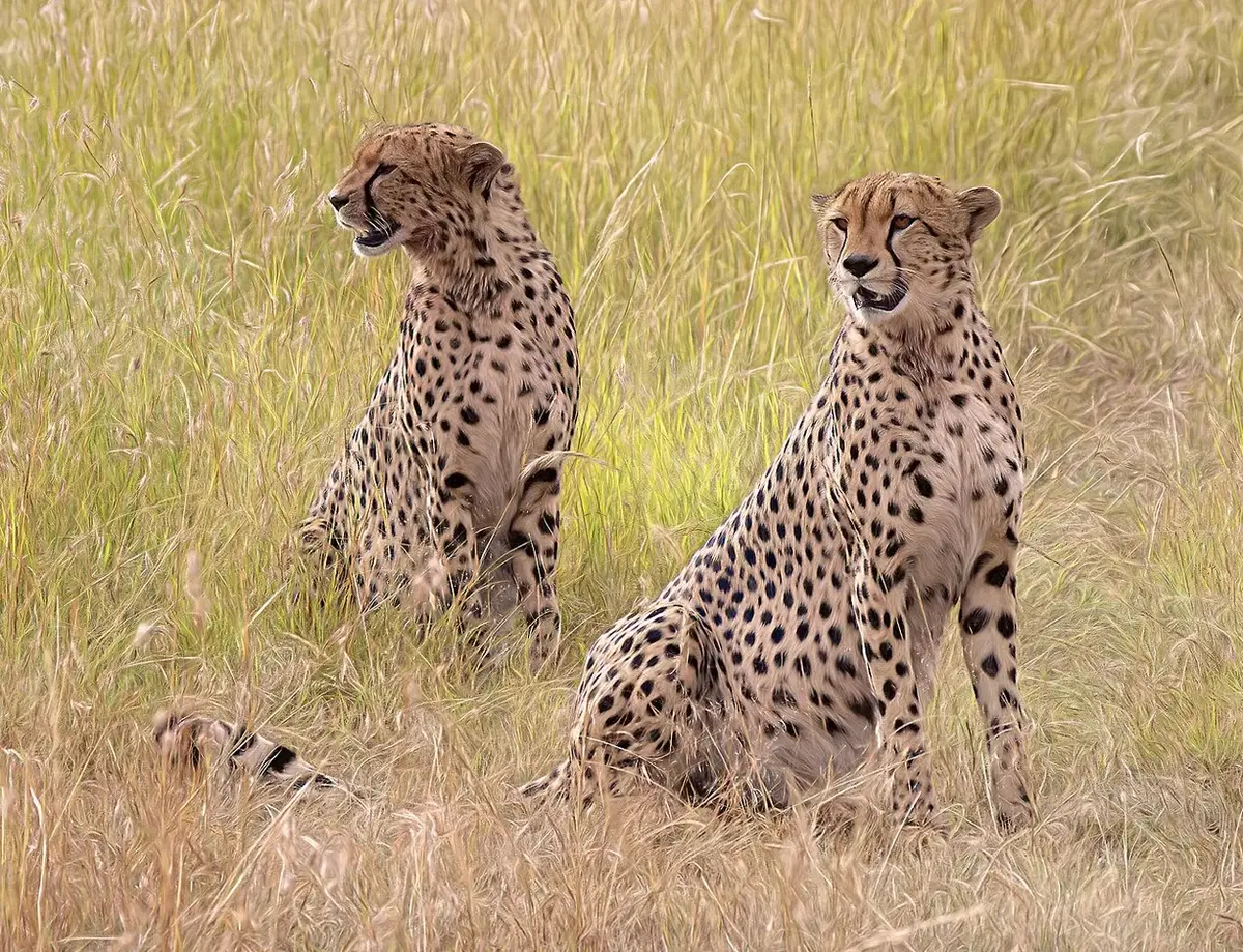 Days 5-7: Maasai Mara: 2 Male Cheetahs of the Tano Bora (magnificent five), Maasai Mara - Flickr - . Ray in Manila