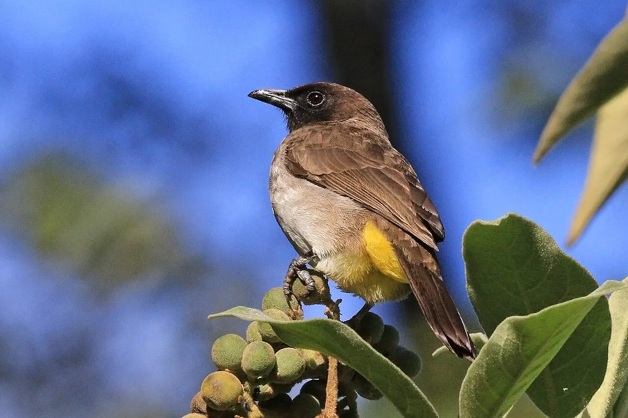 Dark-capped Bulbul Pycnonotus tricolor layardi , Kakamega Forest, Kenya