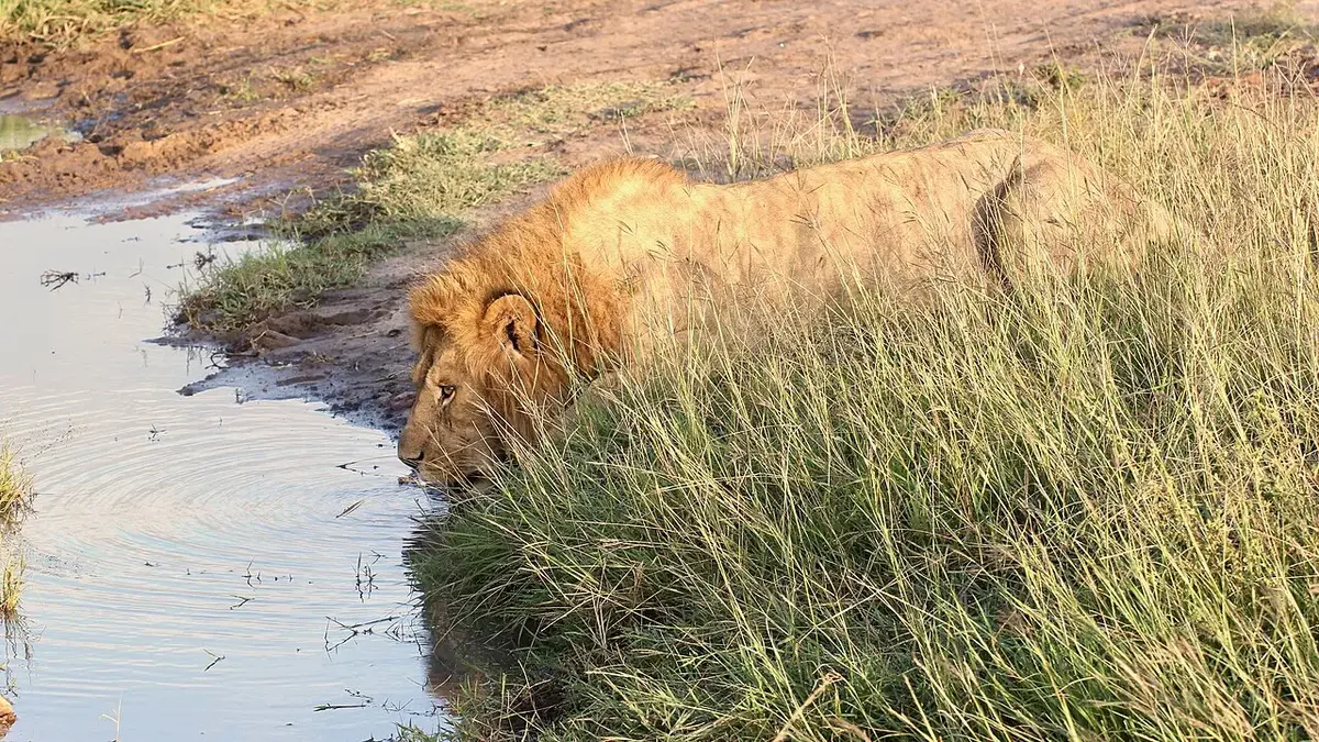 Location decides the sighting quality: Lion at water pool (42808054442)