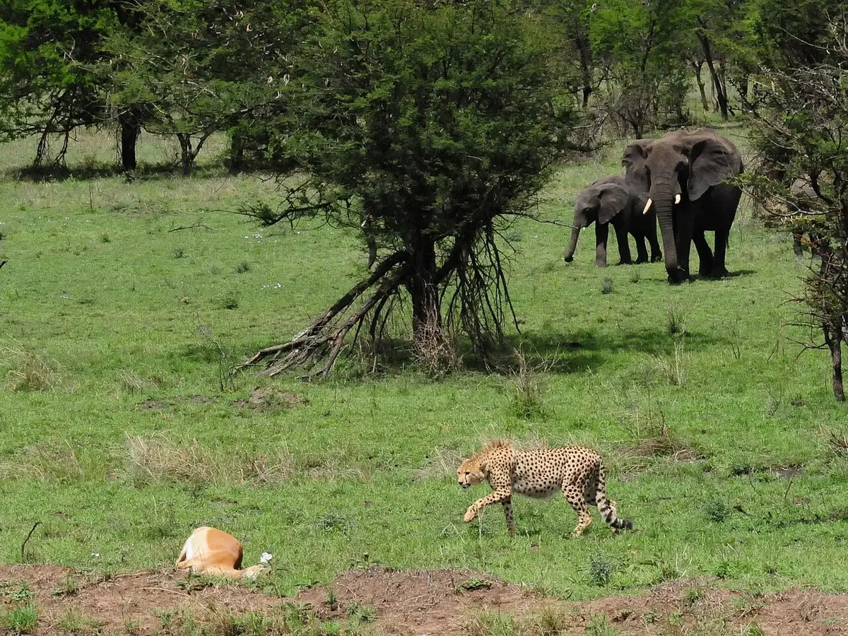 The landscape and wildlife: African Elephant, Cheetah with Impala kill (3075294715)