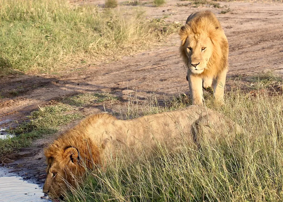 Male lions at dawn at the Maasai Mara. Kenya, June 2018.