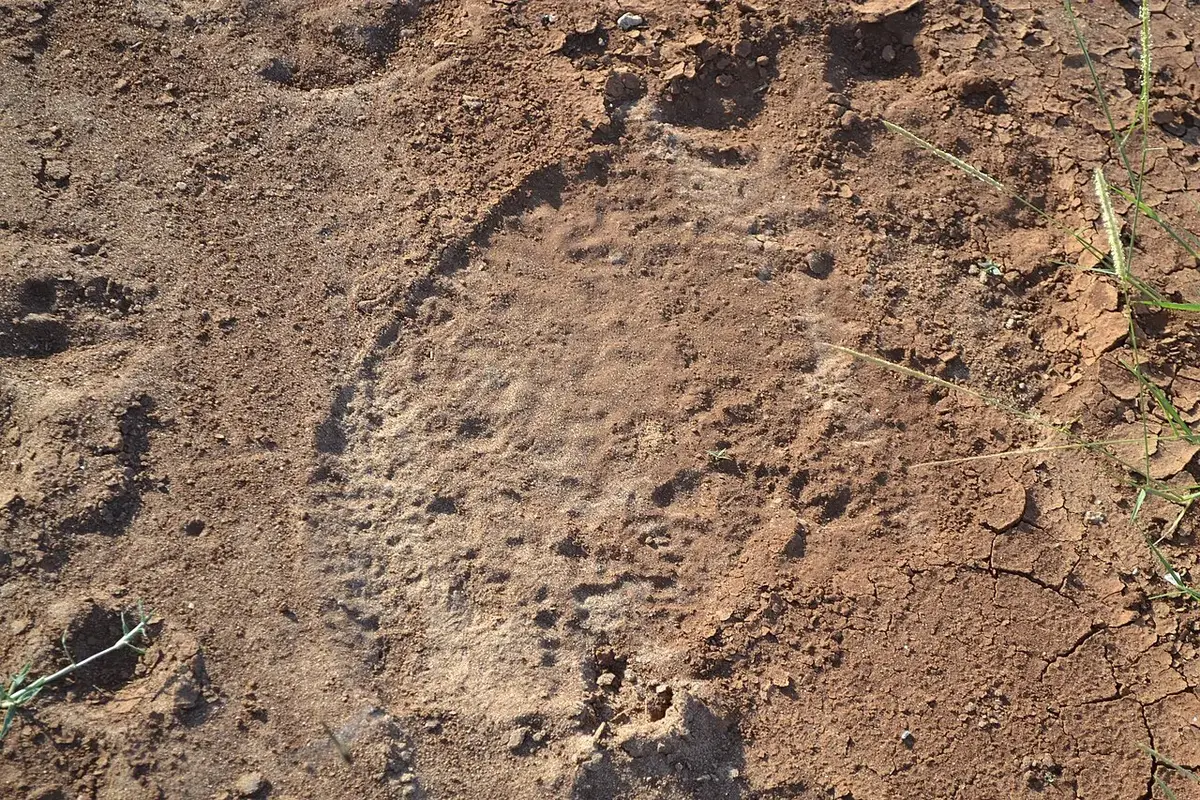 Wildlife and game drives near Finch Hattons in Tsavo West