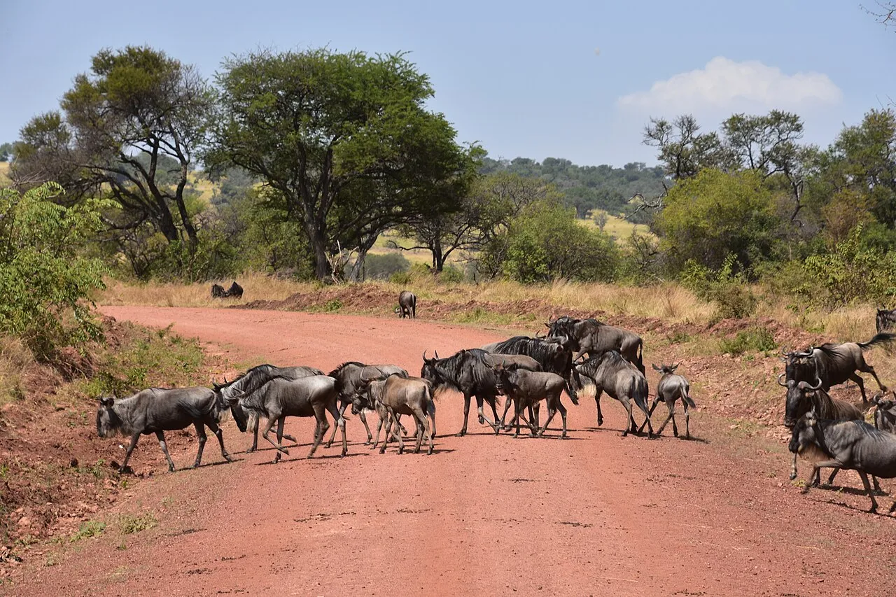 Wildebeest on the Great Migration in the northern Serengeti (4)
