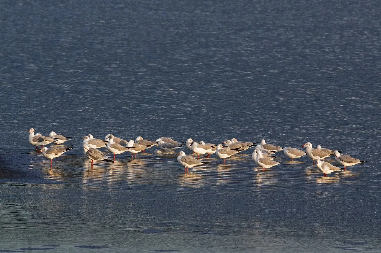 Grey-headed gulls ( Chroicocephalus cirrocephalus ), Lake Elementeita, Kenya