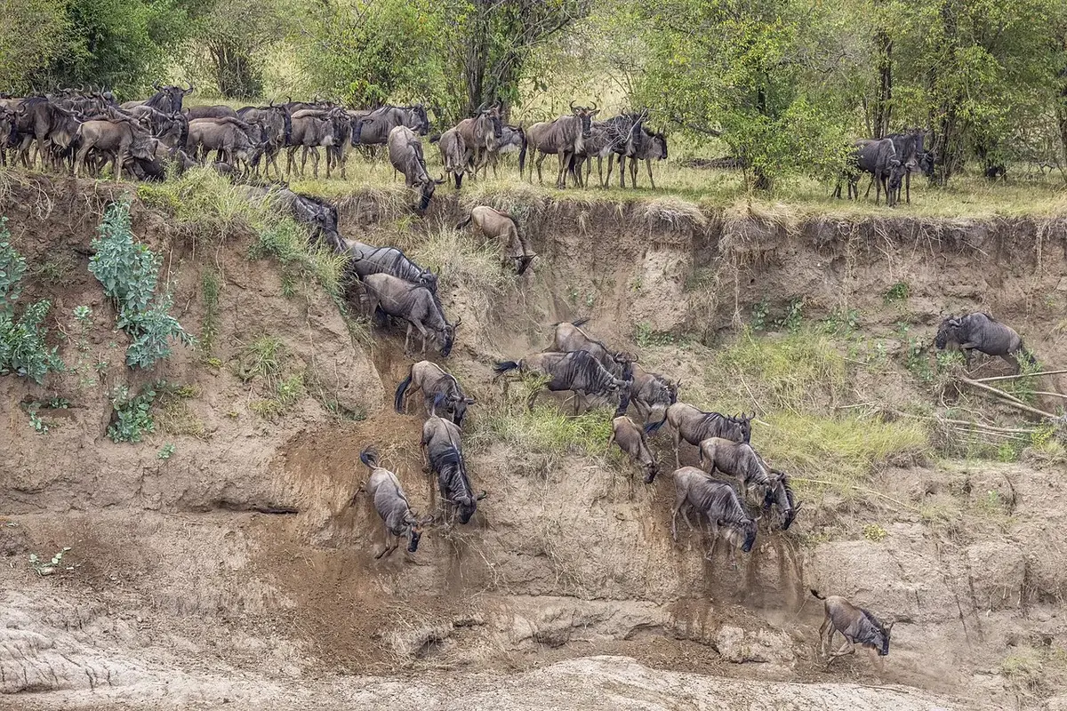 Kenya safari — wildebeest cascading down the riverbank on a dramatic Great Migration crossing