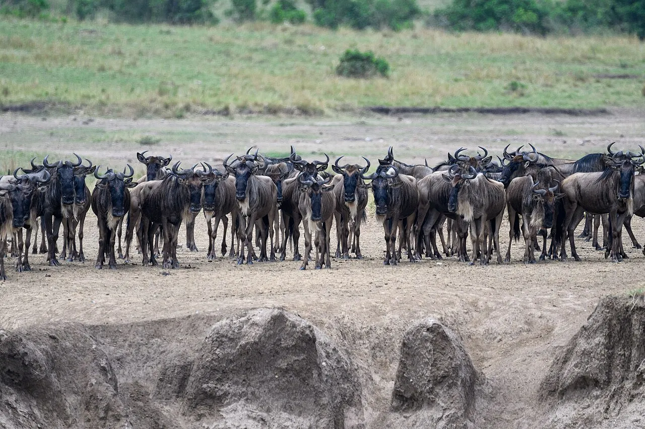 Gnus watching and deciding whether to cross.