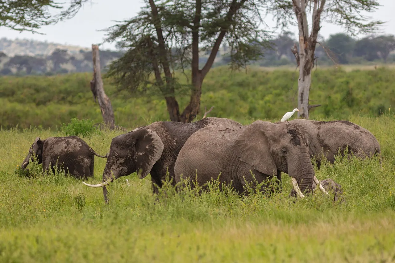 African bush elephant ( Loxodonta africana ), Amboseli National Park, Kenya