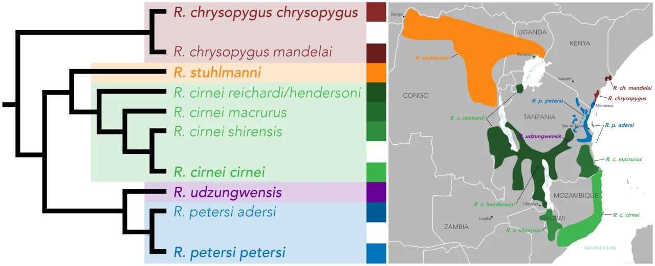 Phylogeny and geographic distribution of the Rhynchocyon genus. Each species and subspecies is color-coded. Subspecies ranges often overlap so they are lumped together in single ranges. [ 1 ] [ 2 ] [ 3 ] [ 4 ] [ 5 ] [ 6 ] [ 7 ] [ 8 ] [ 9 ] [ 10 ]