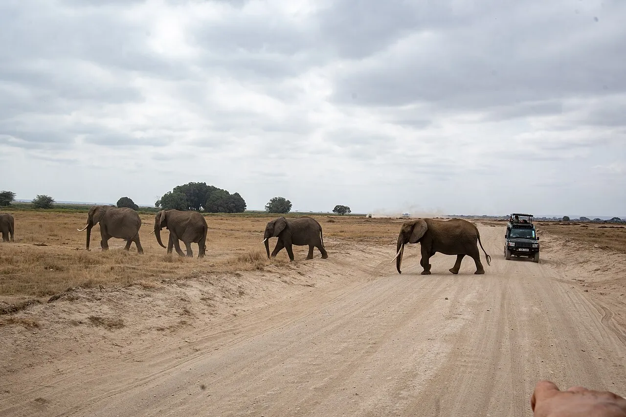 Herd of African elephants crossing a path in Amboseli. Amboseli National Park, Kajiado County, Kenya.