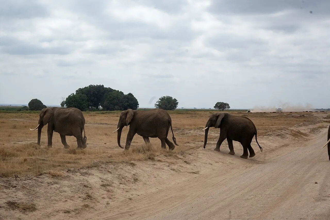 Herd of African elephants crossing a path in Amboseli. Amboseli National Park, Kajiado County, Kenya.
