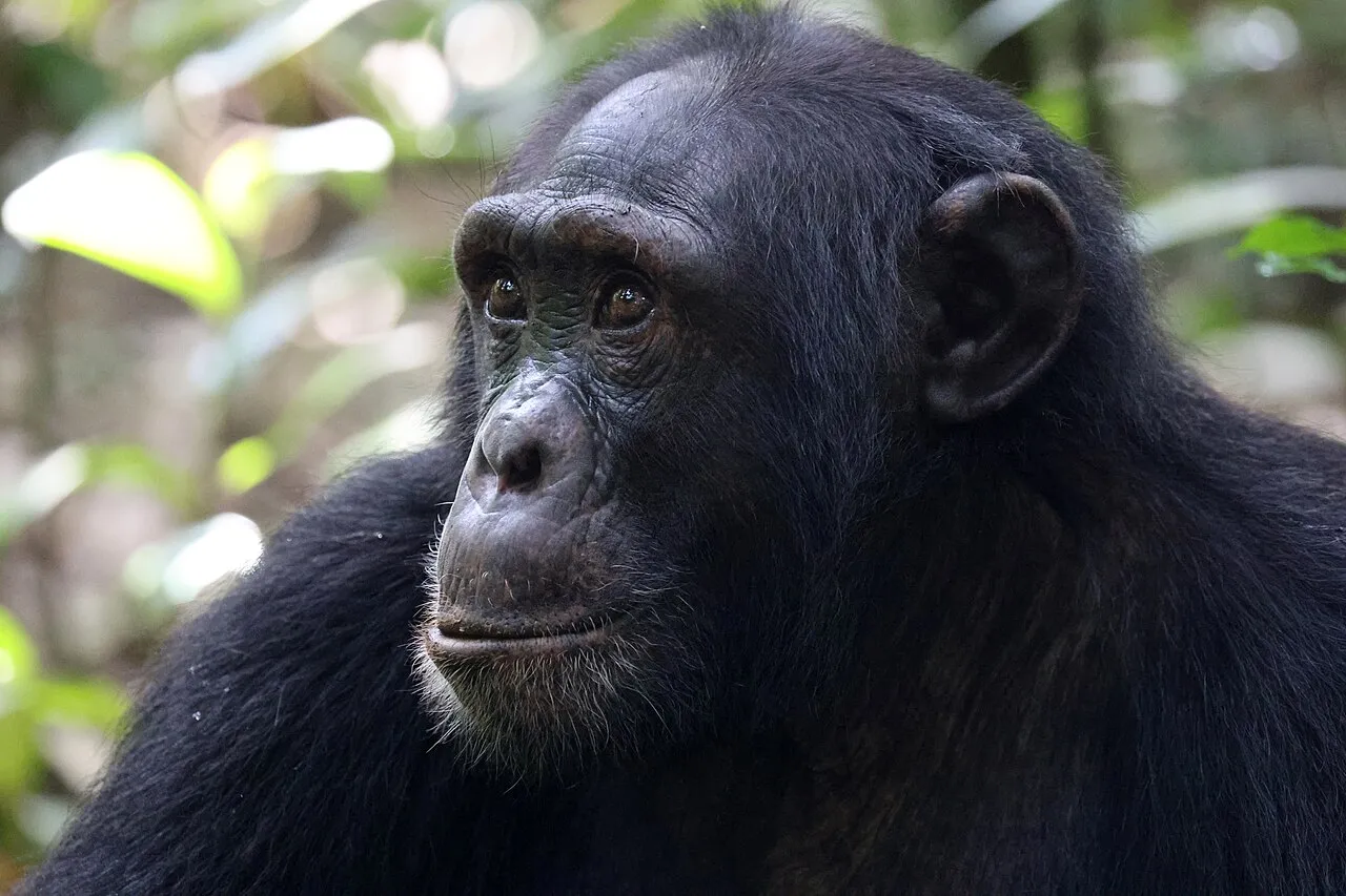 Ndali Lodge on day 3 of Kibale by Air: Discover Uganda’s Chimpanzee Forest