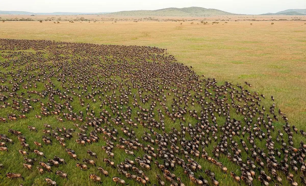 Southern Serengeti and Ndutu: Wildebeest Migration in Serengeti National Park, Tanzania