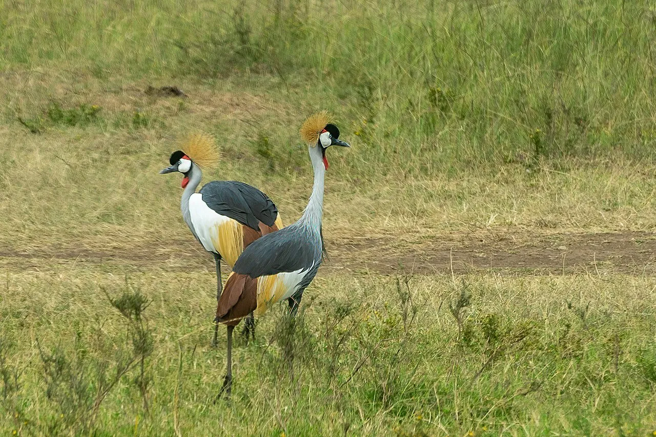 Officially opened in 1946, Nairobi National Park was the first national park established in Kenya. Maasai pastoralists were removed from their lands when the park was created.The park has a large and diverse wildlife population. (Wikipedia)