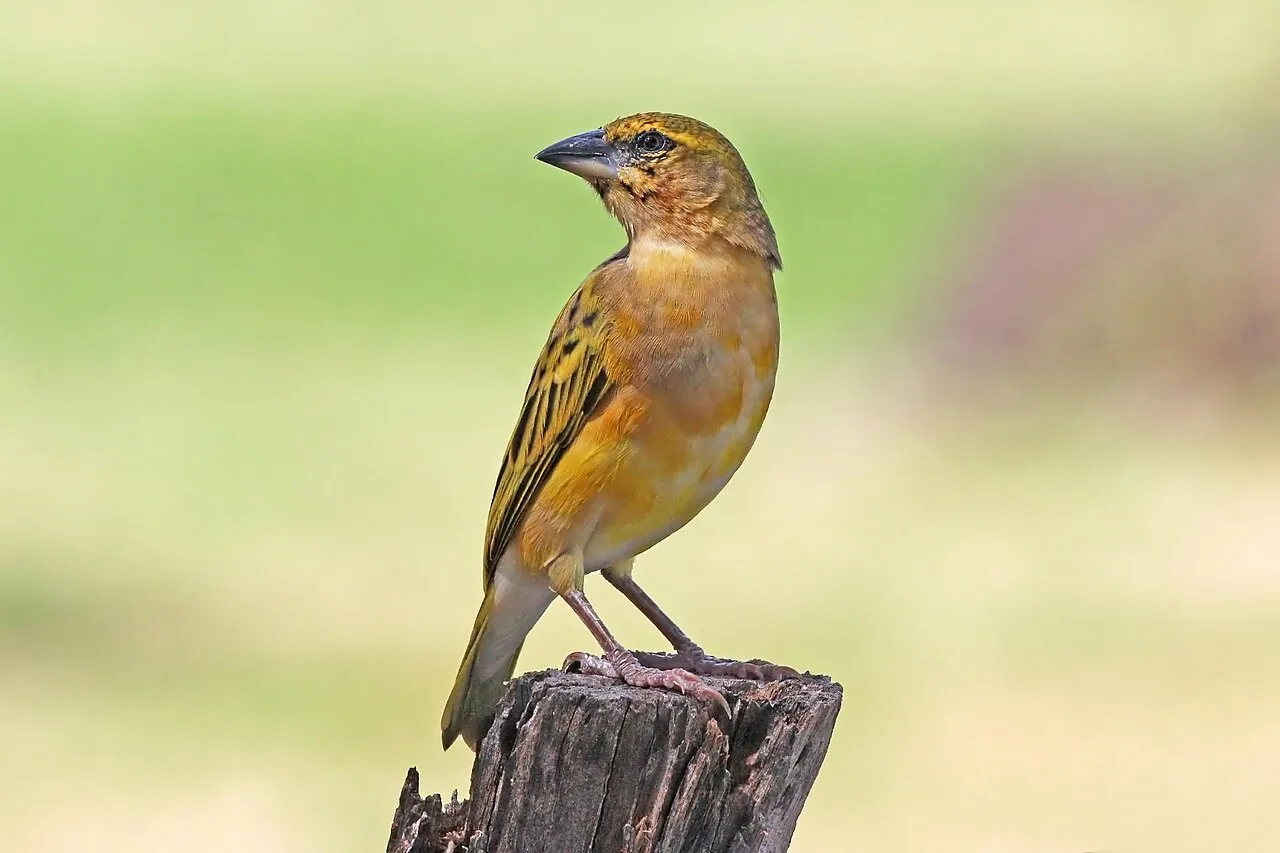 Northern masked weaver ( Ploceus taeniopterus ), male, non-breeding plumage, Lake Baringo, Kenya