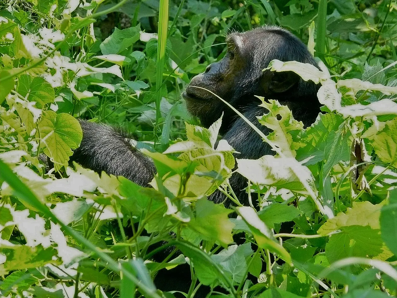 Kibale Forest NP, UGANDA
