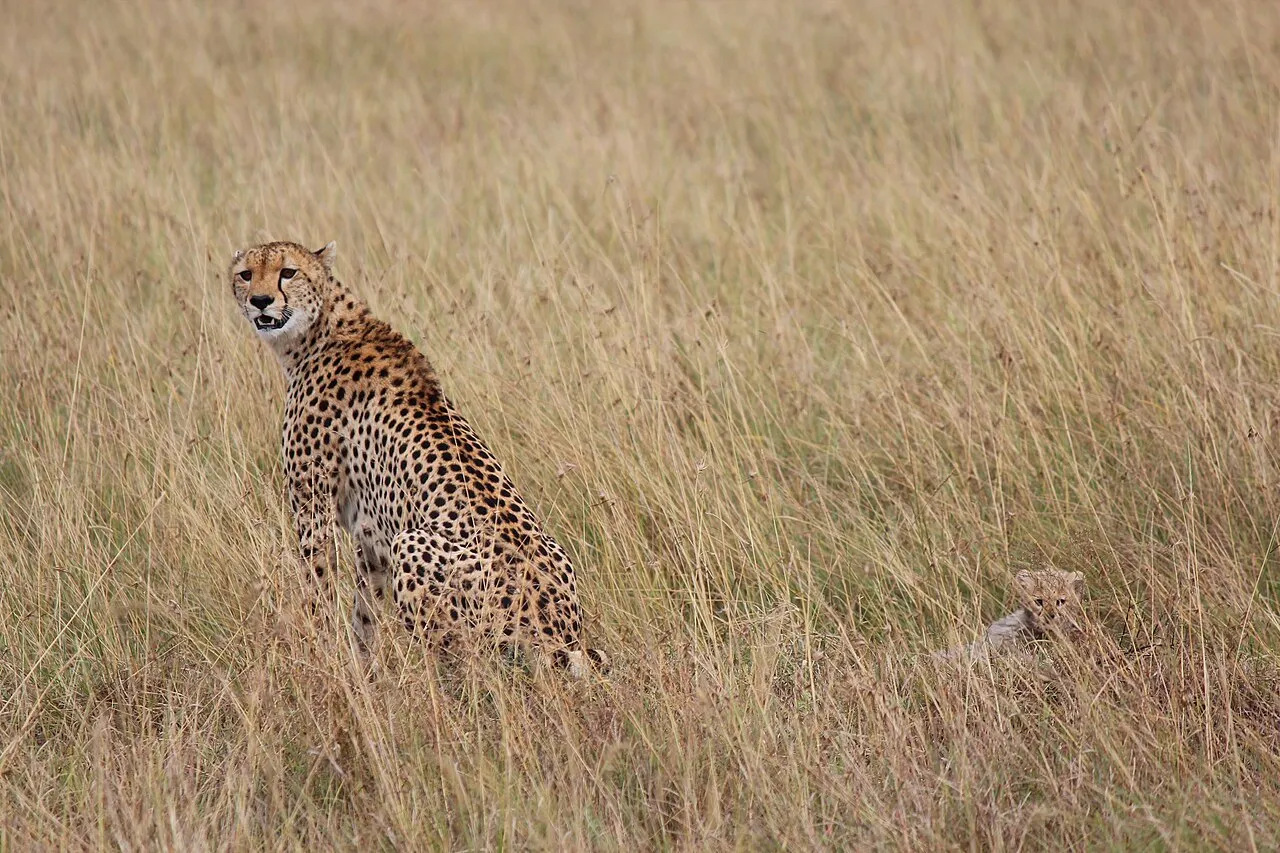 A cheetah (Acinonyx jubatus) female and one of her cubs, chirping for its three other cubs, in Maasai Mara national reserve, Kenya.