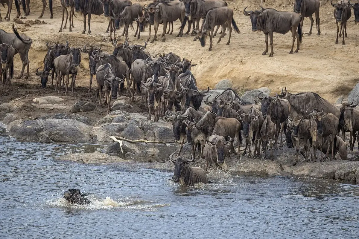 Western white-bearded wildebeest ( Connochaetes taurinus mearnsi ), Mara River crossing, Serengeti National Park, Tanzania. 1aː a wildebeest initiates the crossing. First crossing; a series of 7 images.