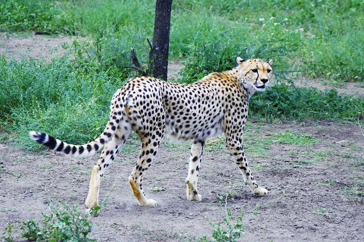 A cheetah in the Serengeti prairies. This photo has been taken by Prof. Chen Hualin.