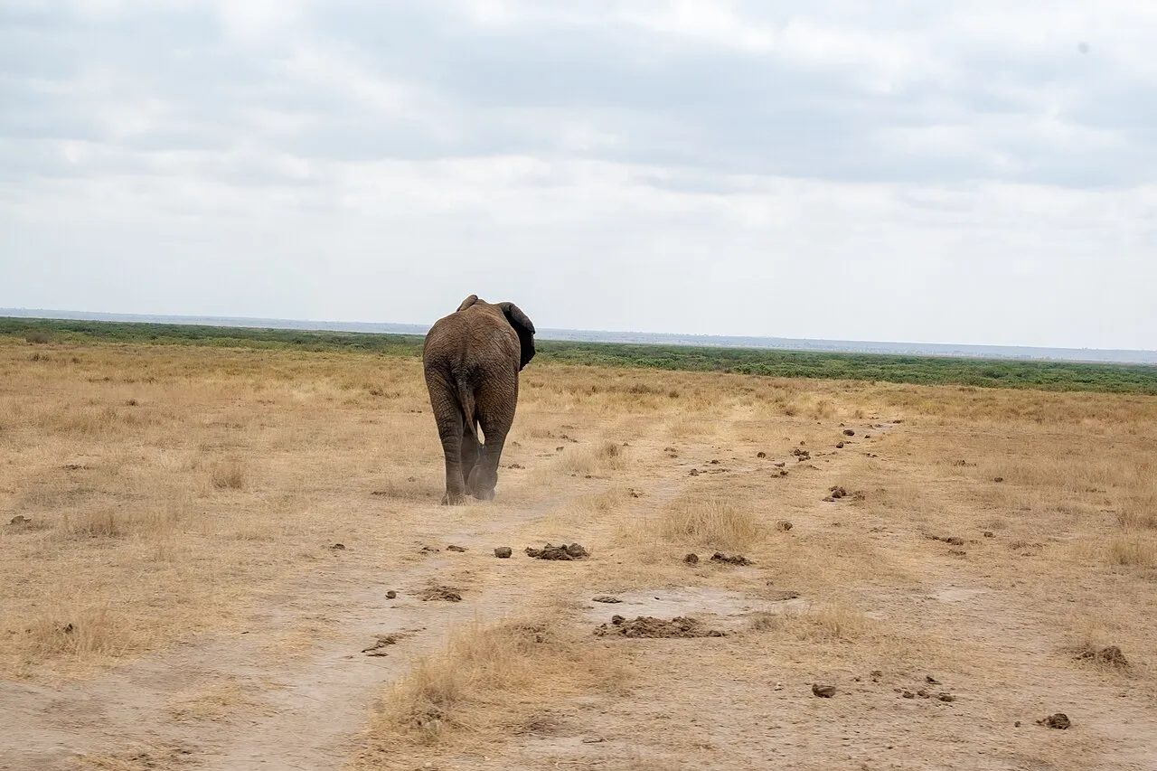 Mara Plains Camp on day 10 of Amboseli to Maasai Mara by Air: Mountains to Lion Plains