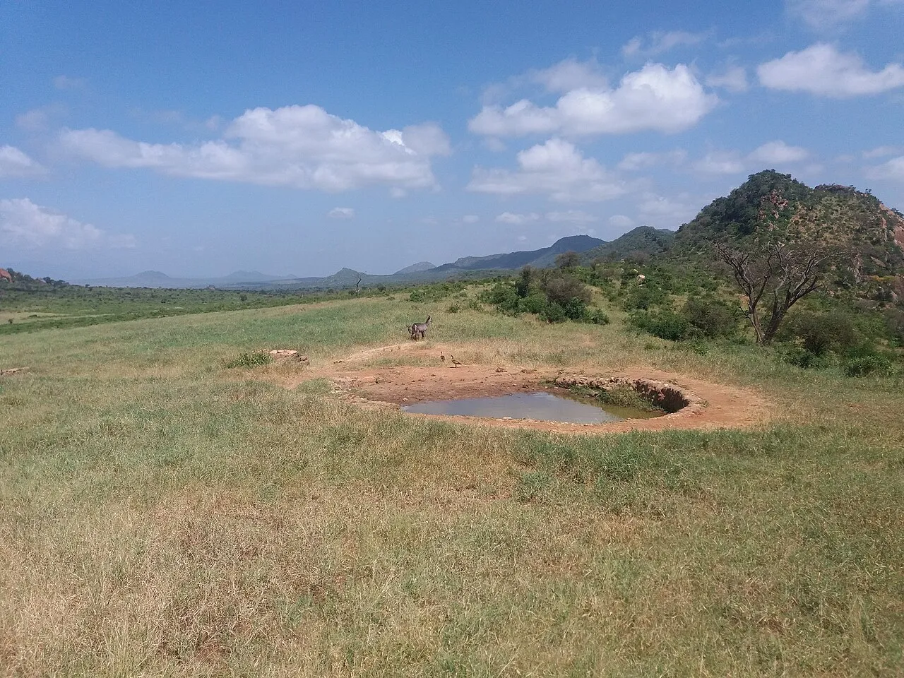 The lodge is located in the Tsavo West National Park which provides sanctuary to a variety of flora and fauna