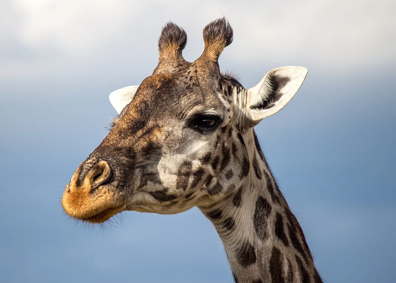 The Masai giraffe (Giraffa camelopardalis tippelskirchii), also spelled Maasai giraffe, also called Kilimanjaro giraffe, is the largest subspecies of giraffe, making it the tallest land animal. It is native to East Africa. The Masai giraffe can be found in central and southern Kenya and in Tanzania. It has distinctive, irregular, jagged, star-like blotches which extend to the hooves. A median lump is usually present in males. en.wikipedia.org/wiki/Masai_giraffe