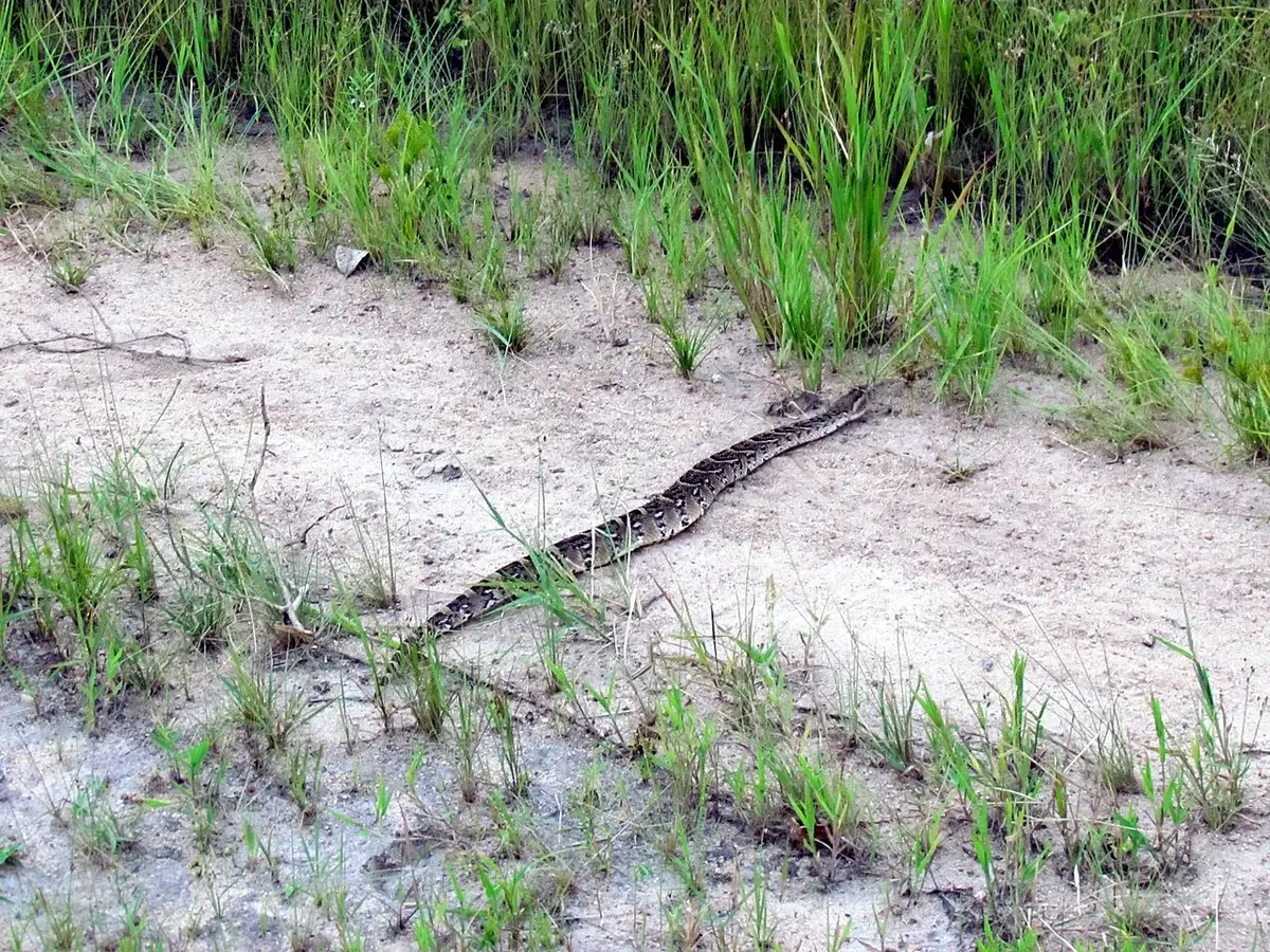 Wildlife and game drives near Wilderness Magashi in Akagera National Park