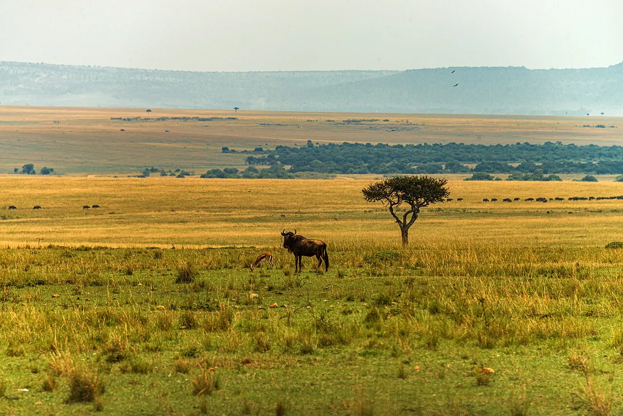 Choosing Kenya or Tanzania for your dates: Wildebeest and Thomson gazelle in Maasai Mara, Kenya