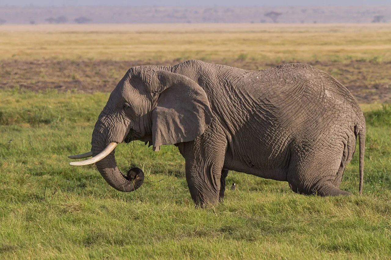 African bush elephant , Amboseli National Park , Kenya